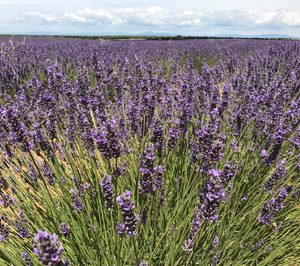 Miembros de la Academia del Perfume se reúnen en Brihuega
