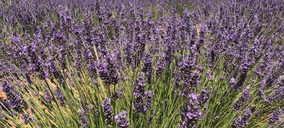 Miembros de la Academia del Perfume se reúnen en Brihuega