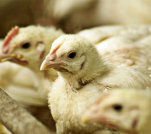 Cinco claves para entender el sector avícola en España