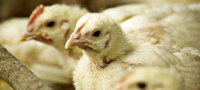 Cinco claves para entender el sector avícola en España