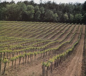 Valencia y Extremadura se quedan fuera del Consejo Regulador de la DO Cava