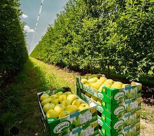 Nufri seguirá otro año más como principal operador nacional de manzana