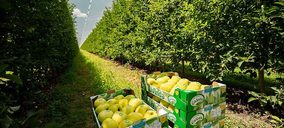 Nufri seguirá otro año más como principal operador nacional de manzana