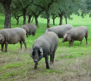 Canpipork recupera su estatus en el mercado de ibérico