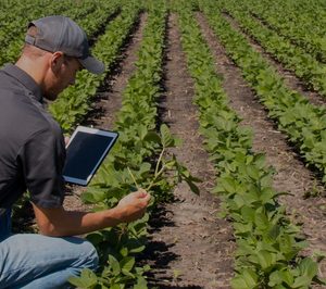 Tozer comienza a comercializar su semilla de apio híbrido
