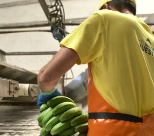 El plátano canario demanda herramientas para defenderse de la banana