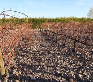 Un proyecto aragonés busca aprovechar la prepoda de la vid como biomasa
