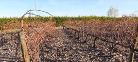 Un proyecto aragonés busca aprovechar la prepoda de la vid como biomasa