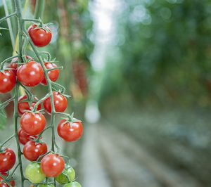 El secreto del tomate de SanLucar Fruit está en Túnez