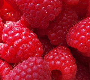 Agromolinillo completa su gama con la fresa Calinda y la frambuesa Adelita