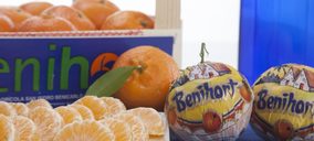 Benihort inicia su campaña de cítricos con buenas expectativas