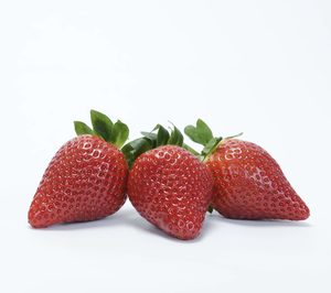 La fresa Calinda quiere crecer en España