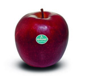 Cuatro socios internacionales presentan la manzana Morgana