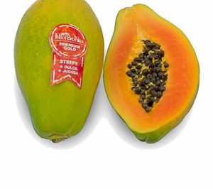 Isla Bonita Gold presenta la nueva papaya Steffy