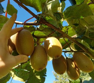 El proyecto Kiwiastur avanza en su desarrollo y mira hacia el exterior