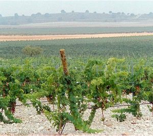 El sector del vino se pertrecha para luchar contra el cambio climático