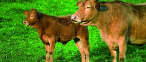 Informe 2018 del sector de carne de vacuno en España