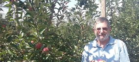 Concluye la cosecha de las manzanas de pulpa roja Kissabel