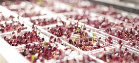 Las grandes hortofrutícolas apuestan fuerte por la innovación