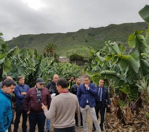 ‘Plátano de Canarias’ ultima su entrada en Marruecos