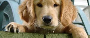 Informe 2019 del sector de petfood