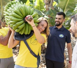 ‘Plátano de Canarias’ trabaja en recuperar la cuota de mercado perdida en 2018