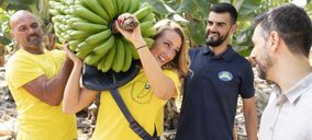 ‘Plátano de Canarias’ trabaja en recuperar la cuota de mercado perdida en 2018