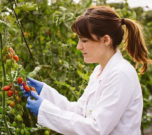 La Caña participa en un proyecto para dar valor al suministro del tomate
