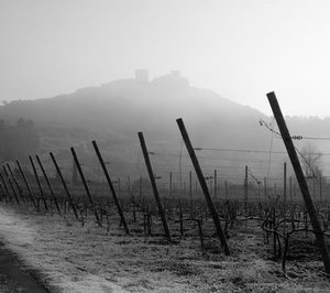 Bodegas Riojanas comercializará los vinos de Roberto Verino