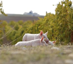 Costa Food Group obtiene el certificado de bienestar animal