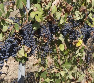 Las exportaciones españolas de vino superan récord en valor pero caen en volumen