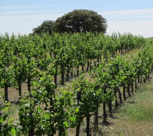 Los viñedos de Dehesa de Luna ya son ecológicos