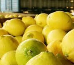 Ailimpo aprueba una Extensión de Norma para modernizar el sector del limón