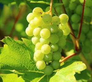 La uva murciana se promociona en China y Vietnam