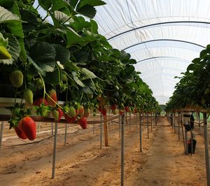 Un nuevo método ahorra el 28% de agua en el cultivo de berries en Huelva