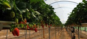 Un nuevo método ahorra el 28% de agua en el cultivo de berries en Huelva
