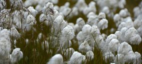 Cotton South volvió a su nivel de facturación, tras un 2017 atípico