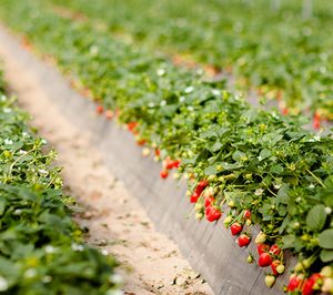 Surexport prepara la segunda parte de la campaña en su nueva finca de Galicia