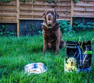 Purina se convierte en colaborador de la asociación Héroes de 4 Patas