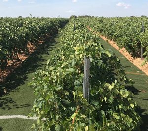 Familia Martínez Bujanda ultima inversiones para sus bodegas