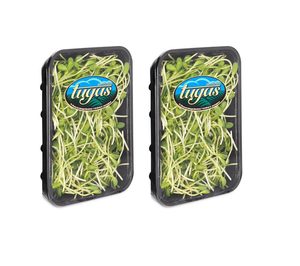 Los germinados‘Tugas’ miran al exterior