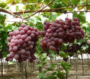 El Ciruelo espera un crecimiento de doble dígito al cierre de esta campaña