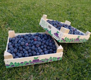 Arándano de Palos atiende a las tendencias con un nuevo formato