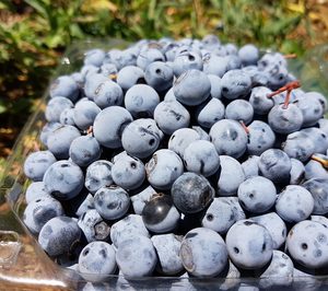 Freshuelva critica el “elevado precio” del arándano en grandes superficies