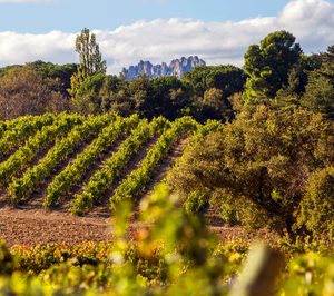 España sigue liderando la exportación de vino por volumen