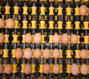 Mercadona reorganiza su suministro de huevos frescos
