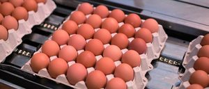Informe 2019 del sector de huevos en España