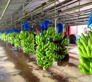 La UE no aplica el mecanismo de estabilización a las importaciones de banana