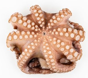 Fesba mejora su posicionamiento en pulpo con nuevas inversiones