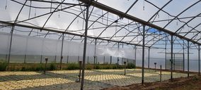 El acolchado de papel, una alternativa al plástico de uso agrícola